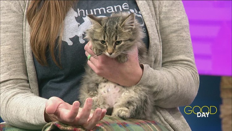 How to help out local pets like 'spokeskitten' Betty | Good Day on WTOL 11