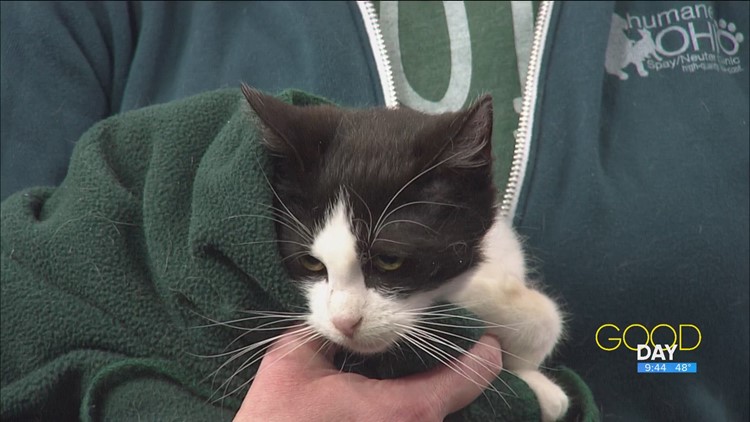 Lucky day: 'Spokeskitten' Holly looking for a forever home | Good Day on WTOL 11