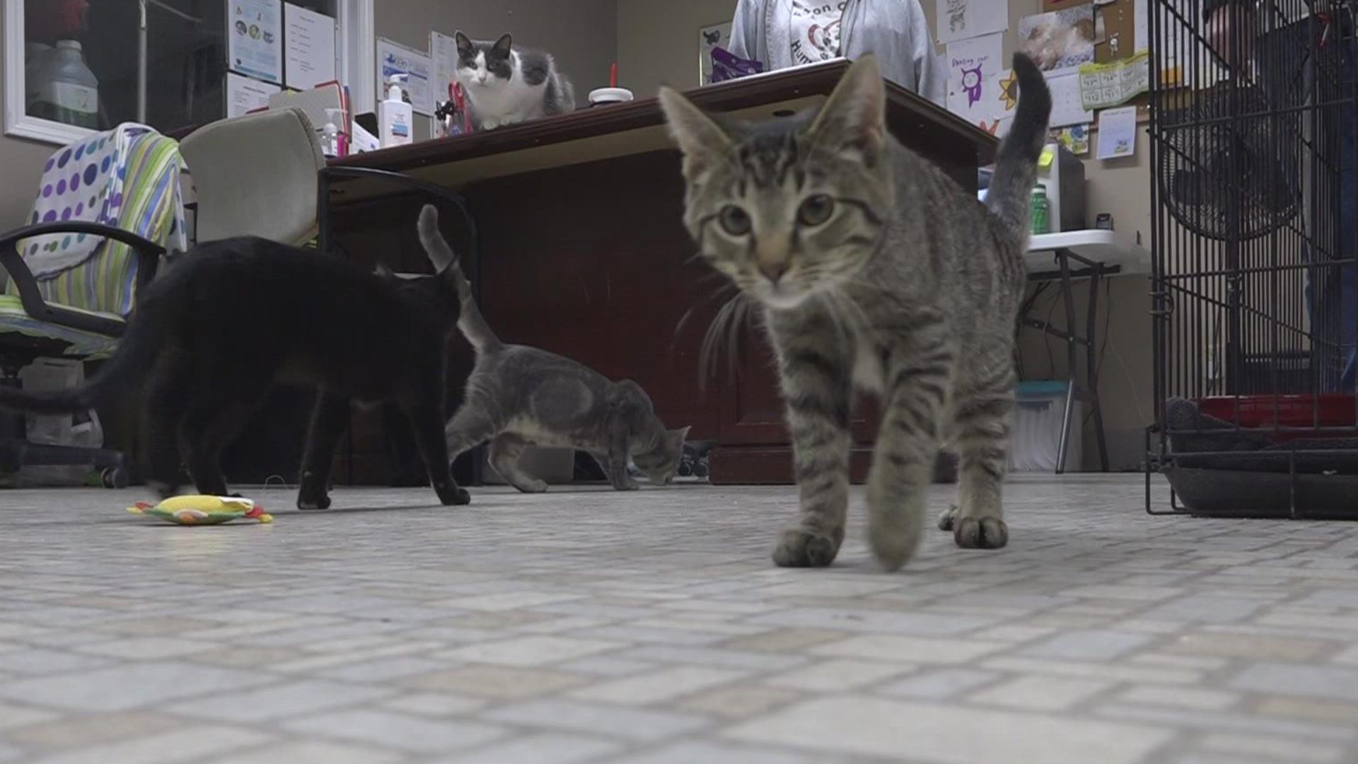 It's a busy time of year for the humane society, now faced with a new challenge. "We're not just moving a household. We're moving 50 cats and six dogs."