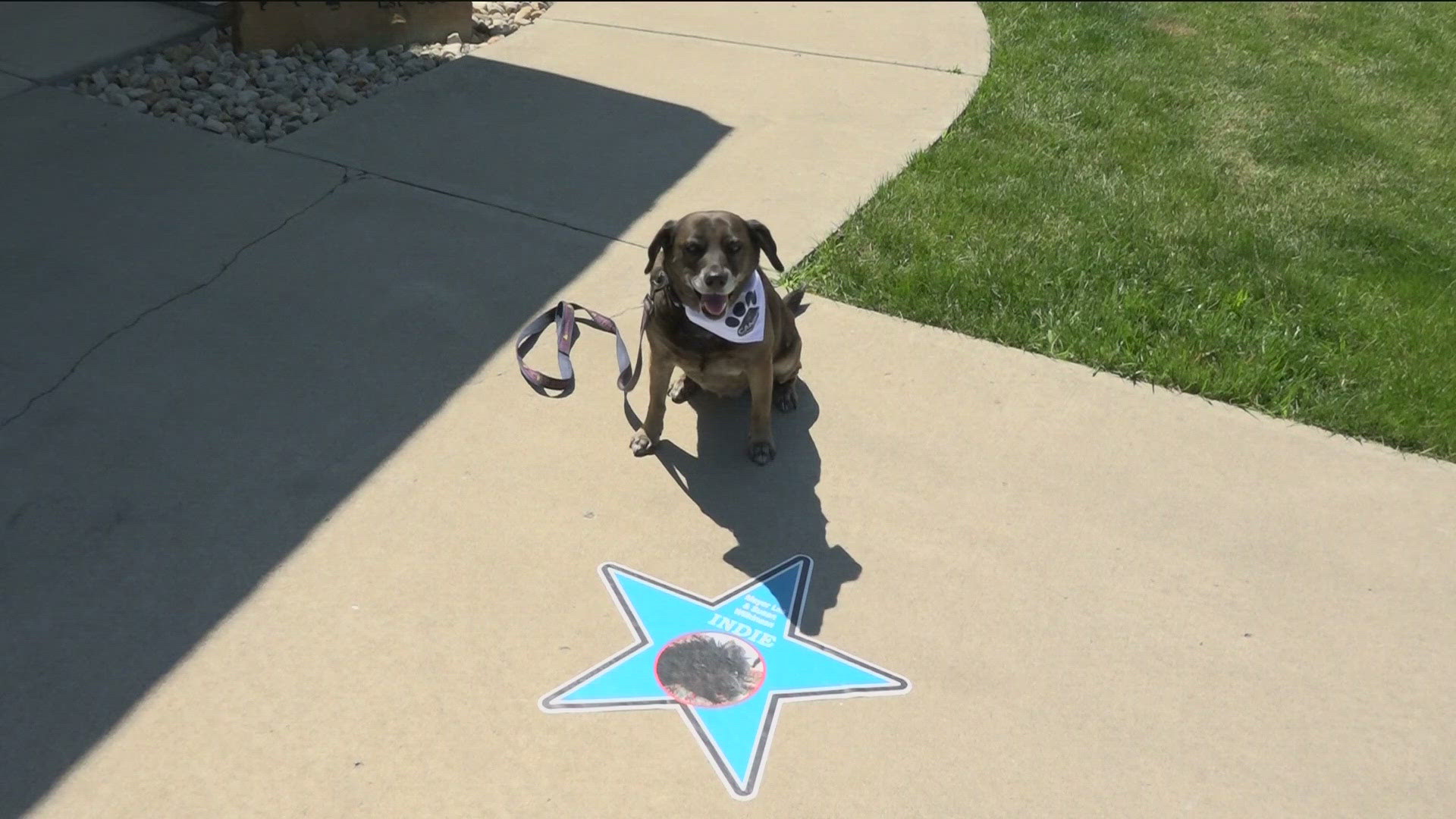 The Tiffin Pet Walk of Fame will be on display for the month of July and serves as a fundraiser for repairs to the Seneca County Humane Society.