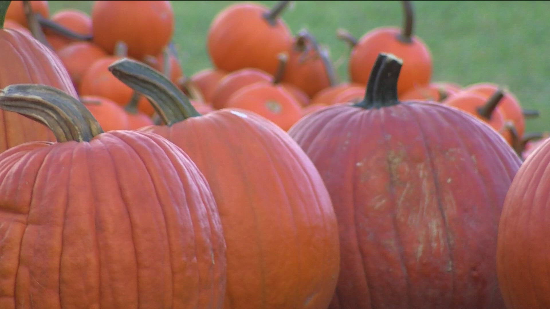 Avoid the landfill and drop off your pumpkins at a composting location, or let it naturally decompose in your yard. 