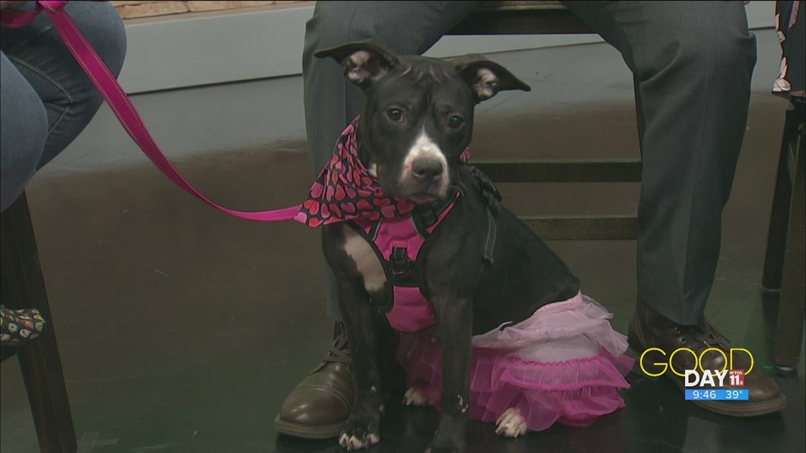 Meet 'ambassador pup' Gwen; plus, how you can help shelter dogs | Good ...