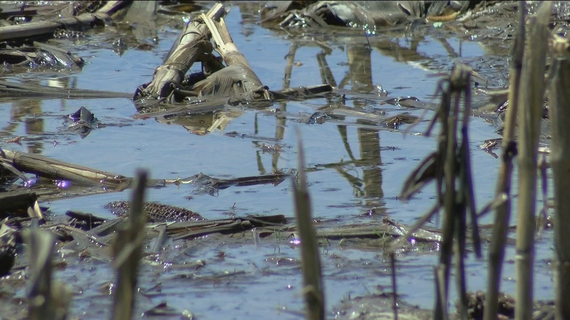 So far, planting is still on schedule for soybeans and corn, according to a farmer in Oregon, but the weather has affected some other crops.