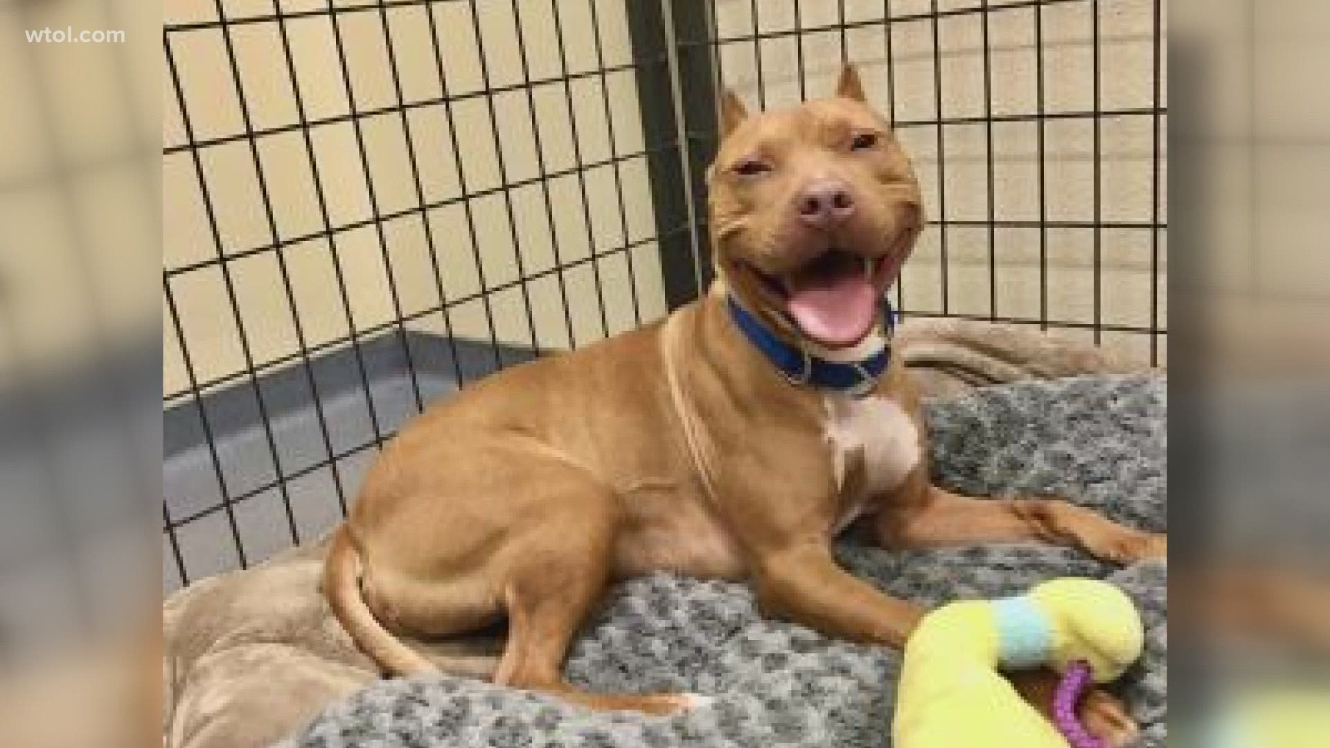 One of the Toledo Humane Society's longest resident dogs is on the road to finding his forever home after a social media post went viral.
