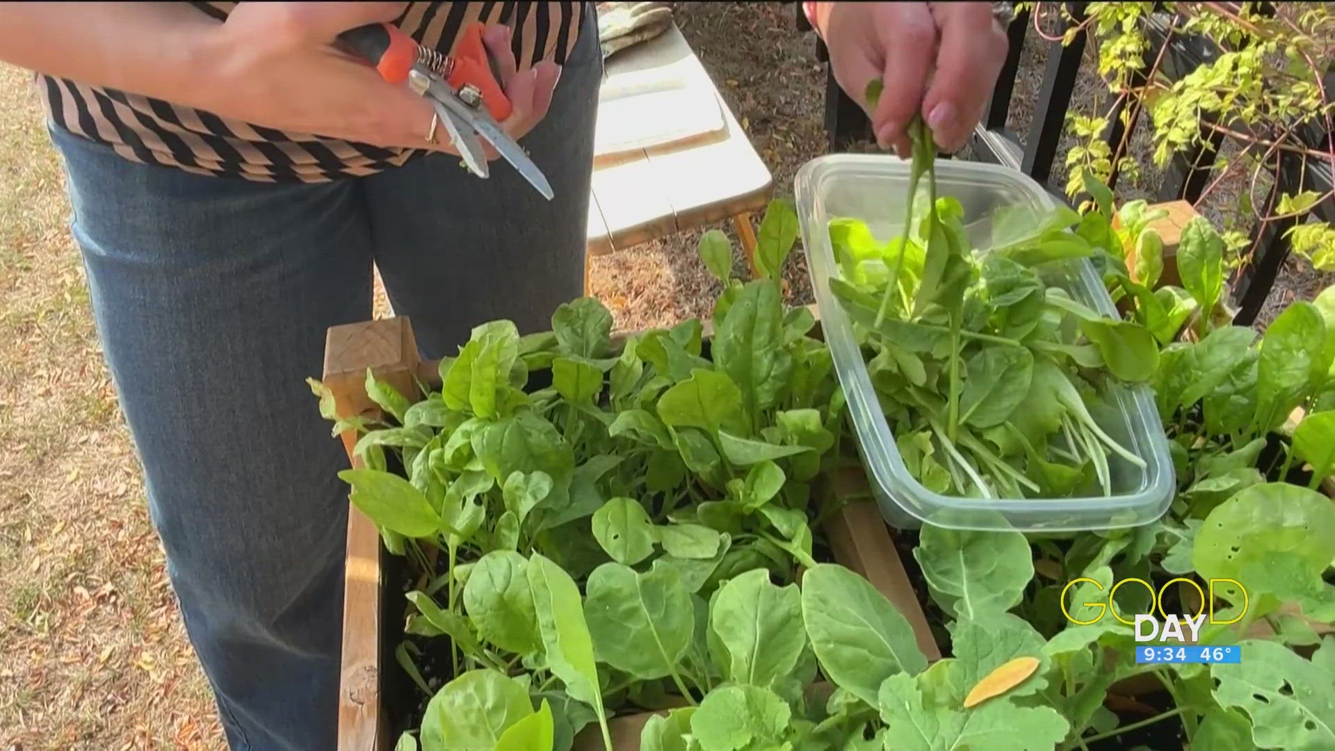 Amanda harvests from the Good Day Garden to create a salad.