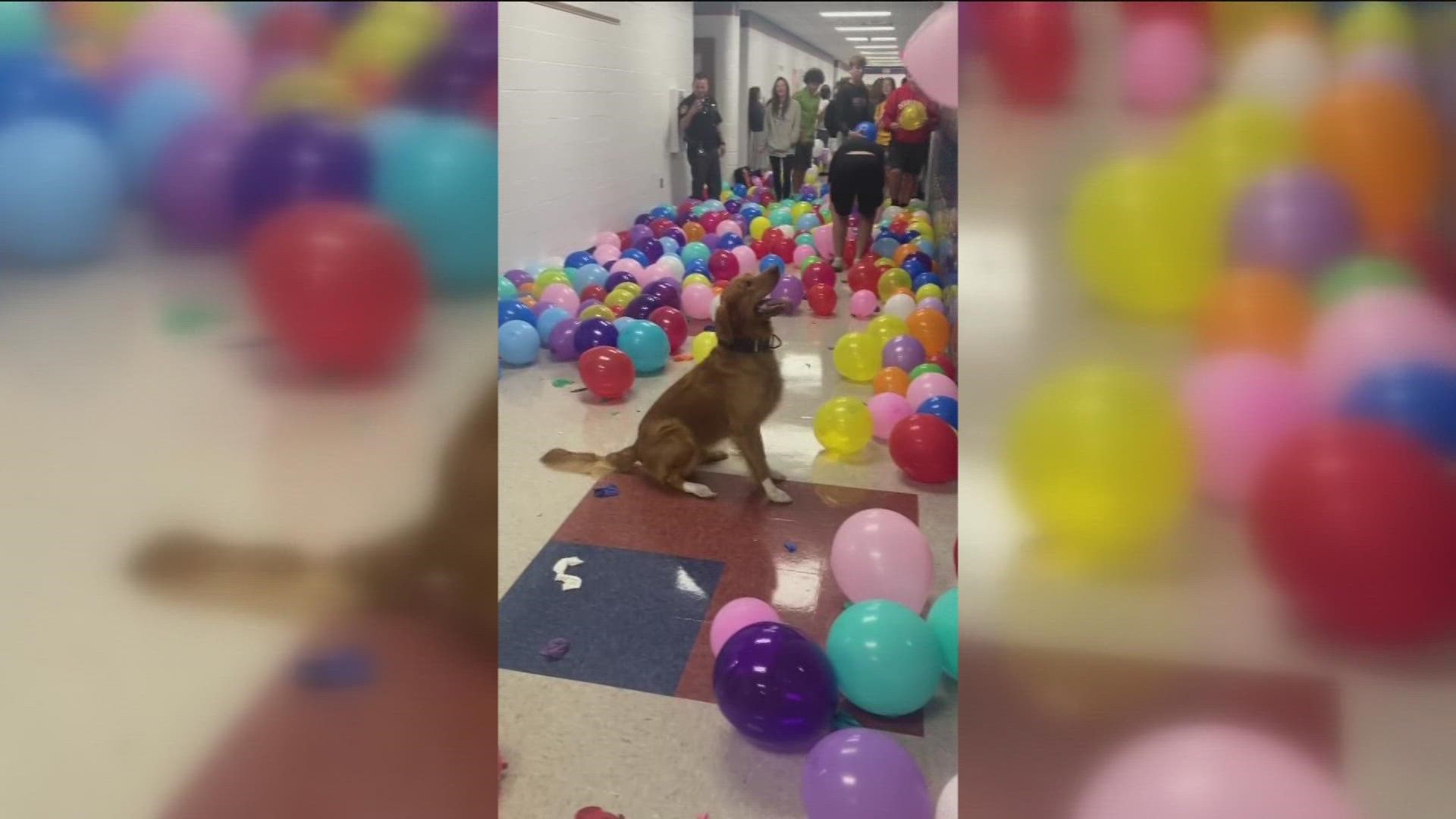 Students at Wayne Trace High School filled the hallways with balloons Wednesday as a lighthearted send off before graduation.
