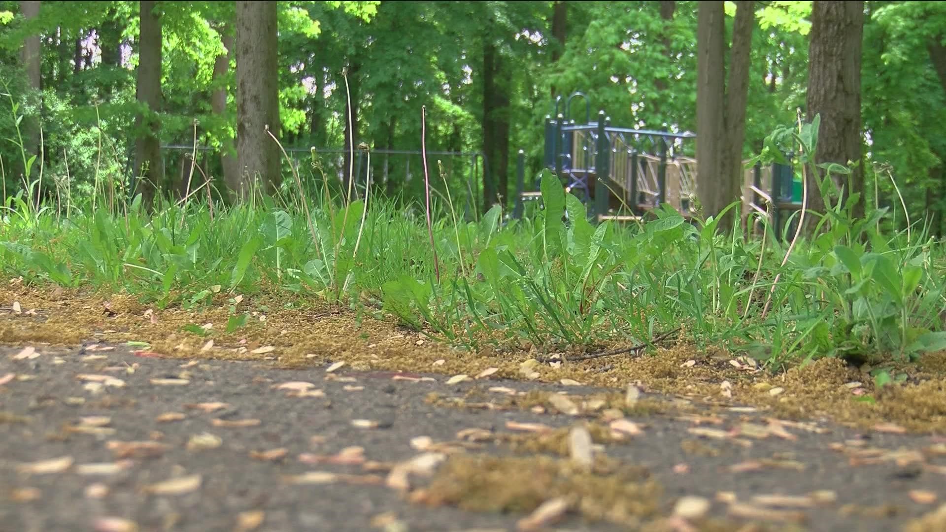 After the summer rec and enrichment season was delayed over the weekend, WTOL 11 went to city officials to find out if the overgrown parks were a factor.