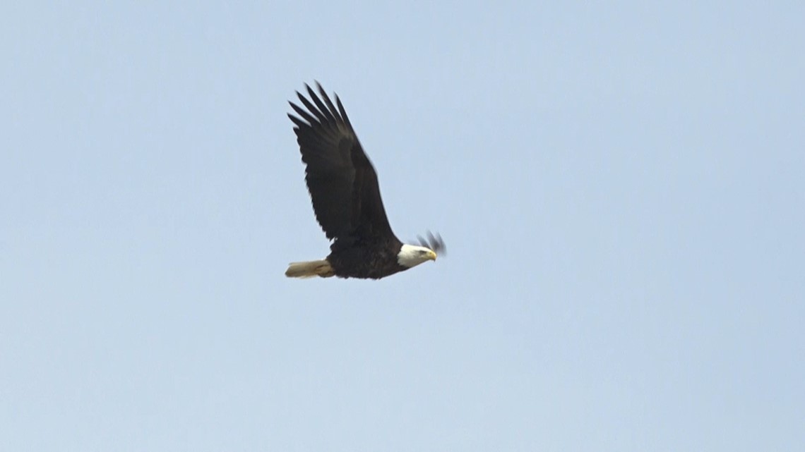 Are bald eagles going extinct?