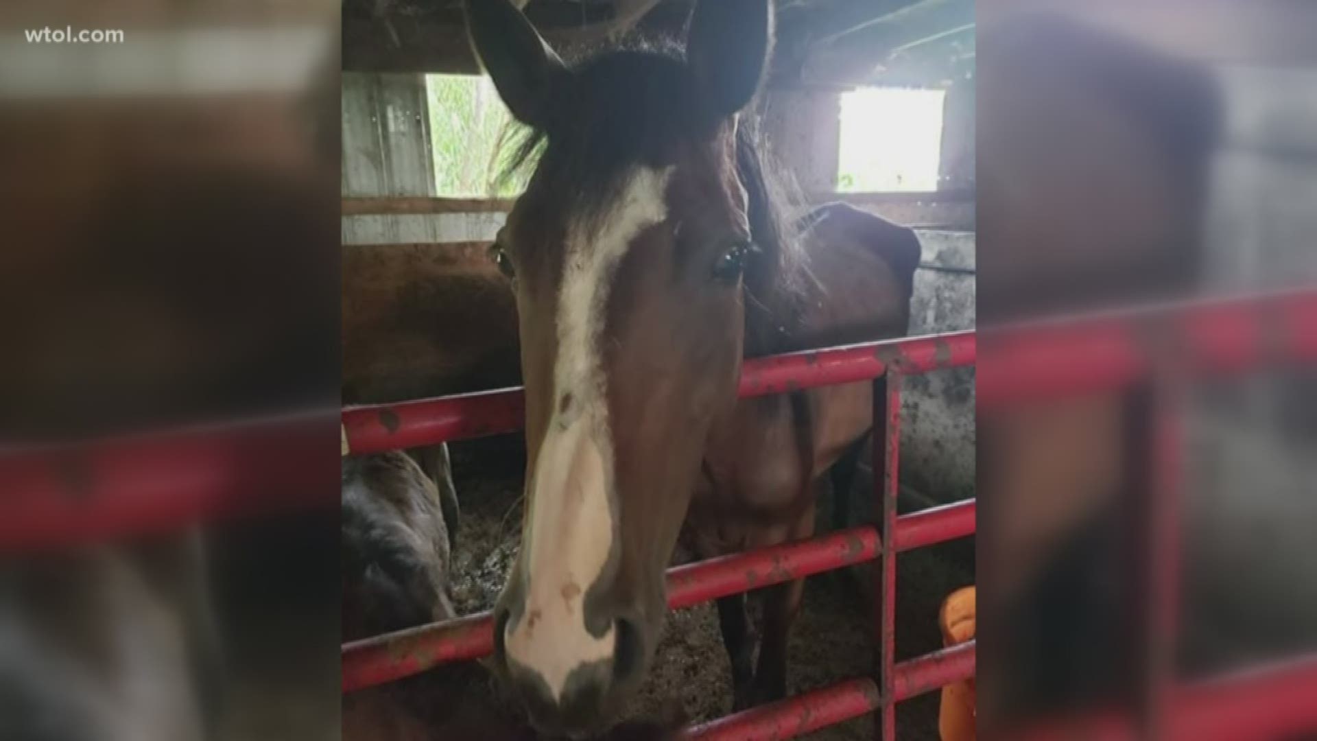 The humane society seized the animals from the woman's property in Republic, Ohio, and is asking for donations to help cover veterinary expenses.