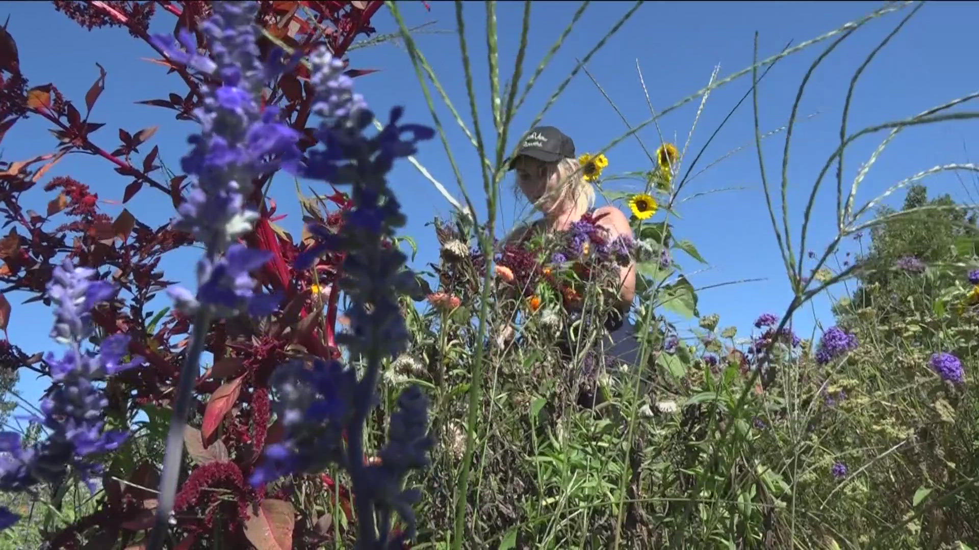 GardenView Flowers is closing to the public four weeks early, ending its 'u pick' season due to a significant lack of rain and the impact on flower growth.