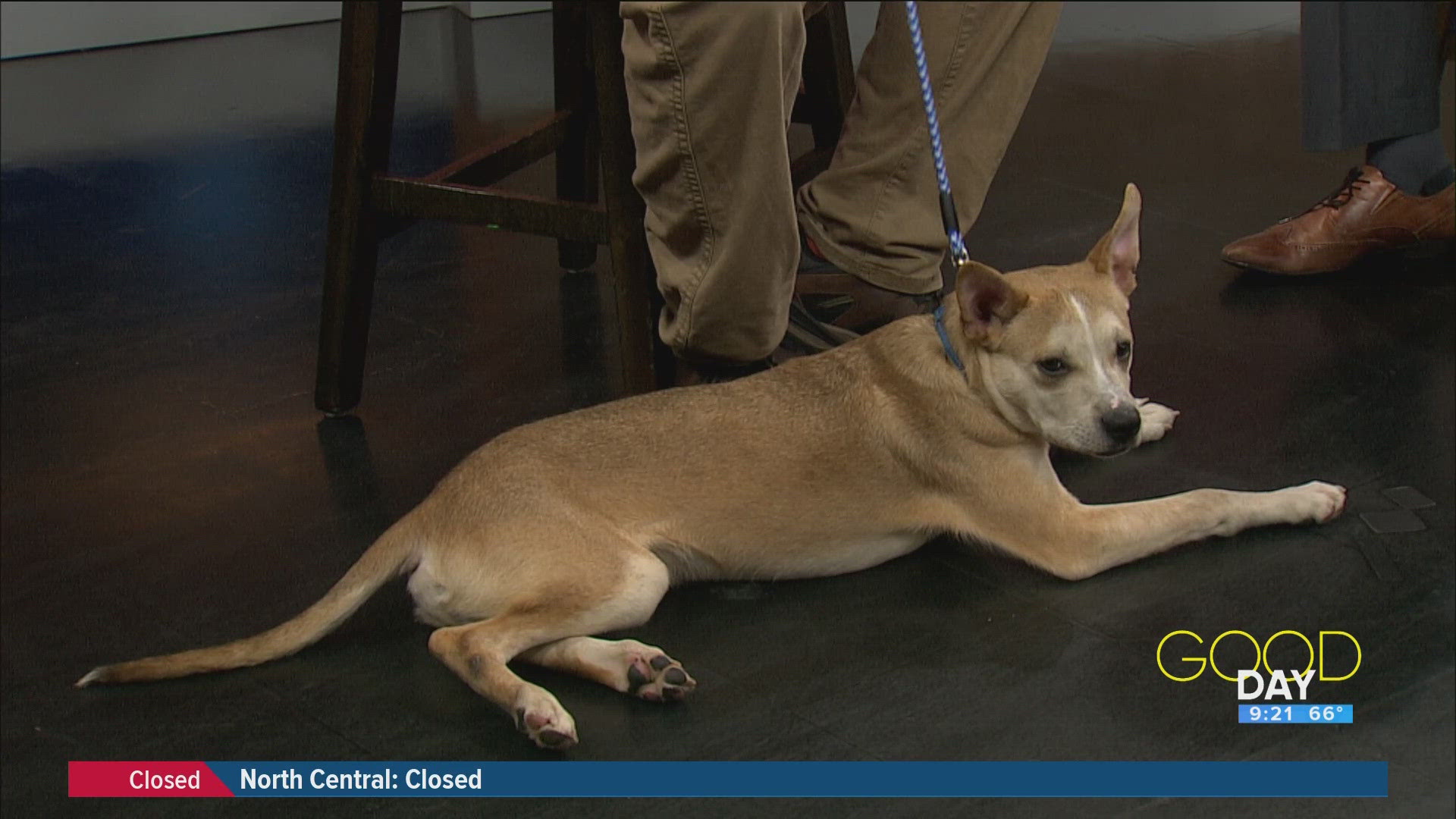 Steve Kiessling of Toledo Animal Rescue introduces Remington and talks how you can support this local shelter.