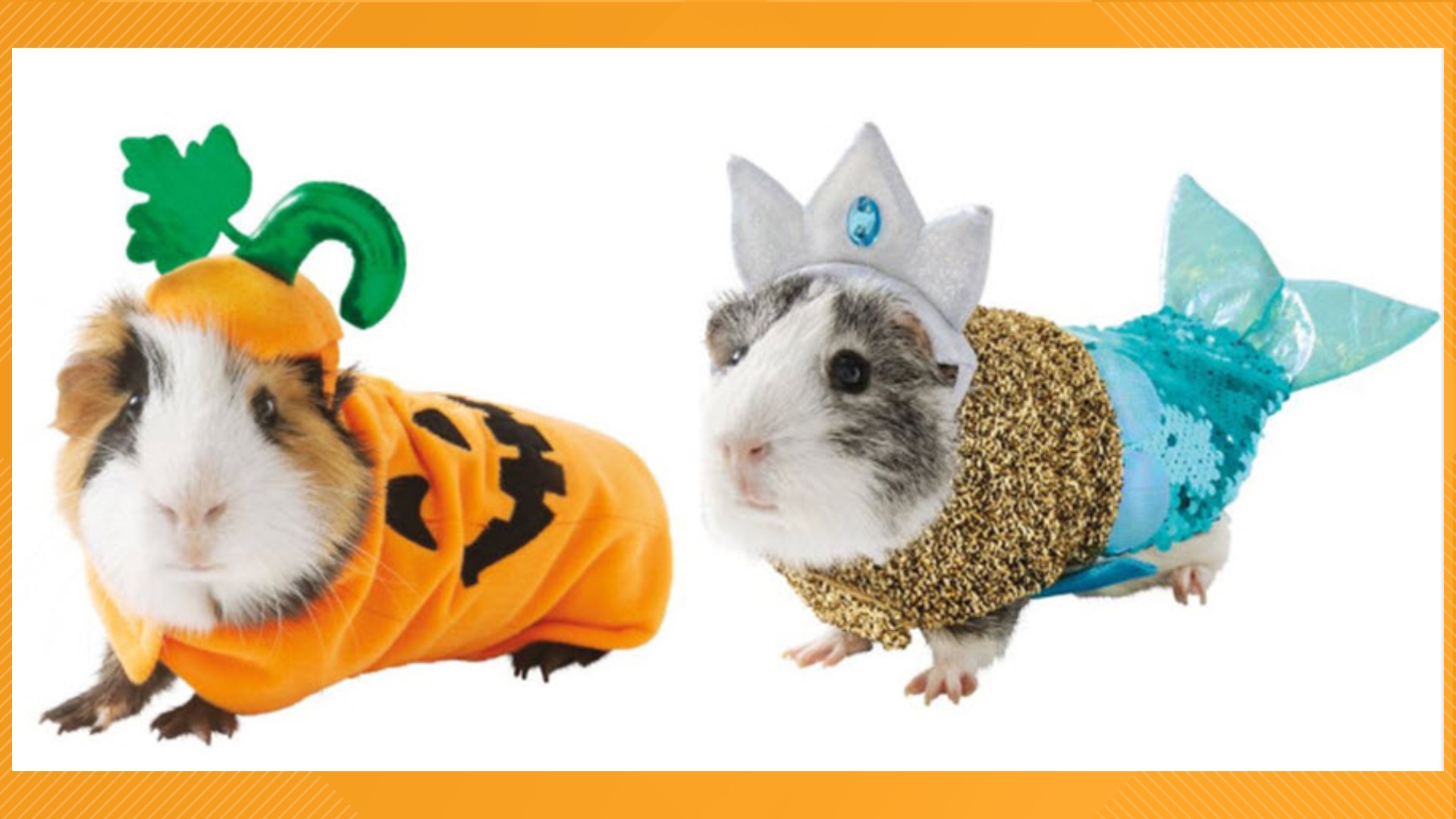 PetSmart has Halloween costumes for guinea pigs and they're the cutest