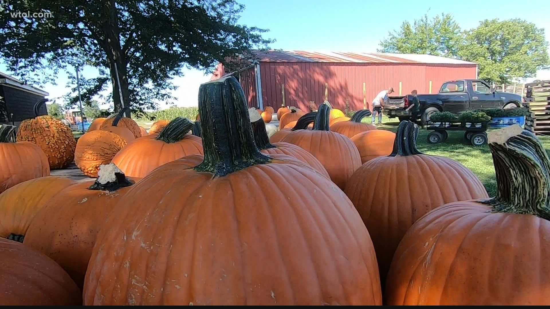 It's almost fall y'all! Get in the spirit with some cooler weather and fall activities at Fleitz Pumpkin Farm in Oregon!