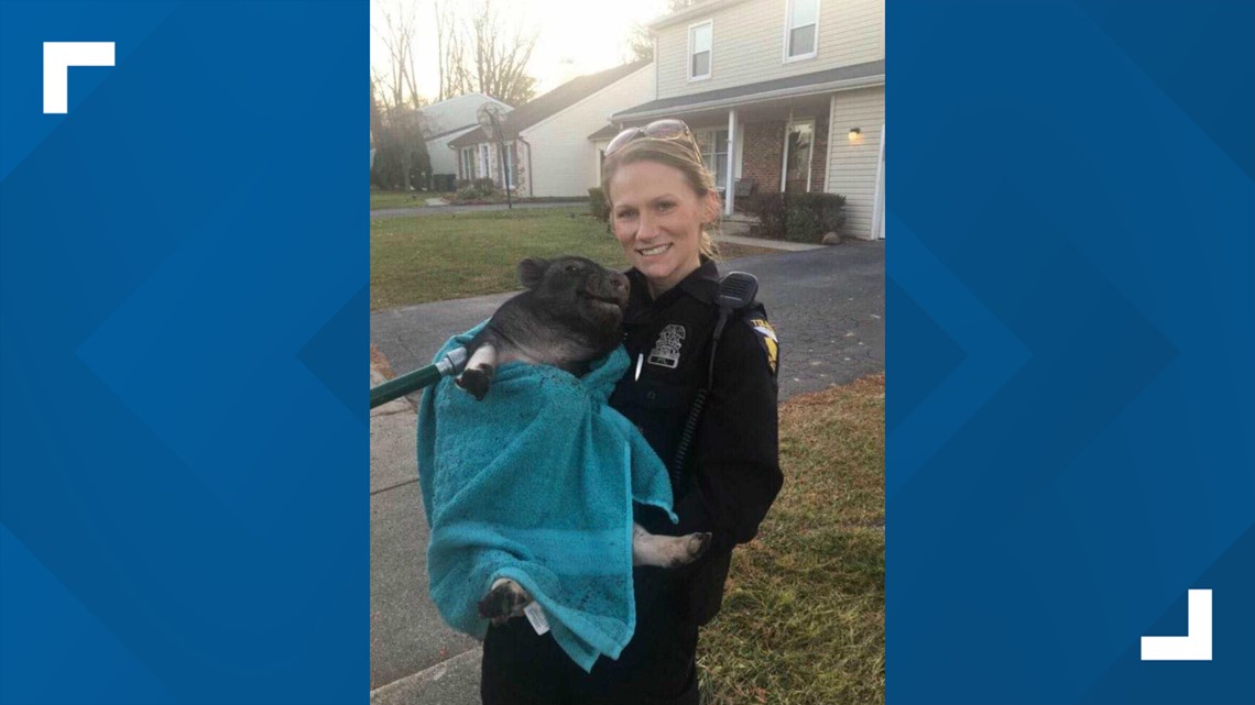 TPD pig chase | wtol.com - Vimarsana News
