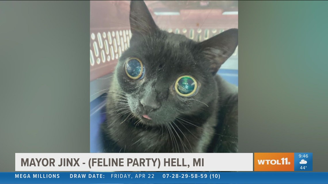 Jinx the cat is the mayor of Hell, Michigan