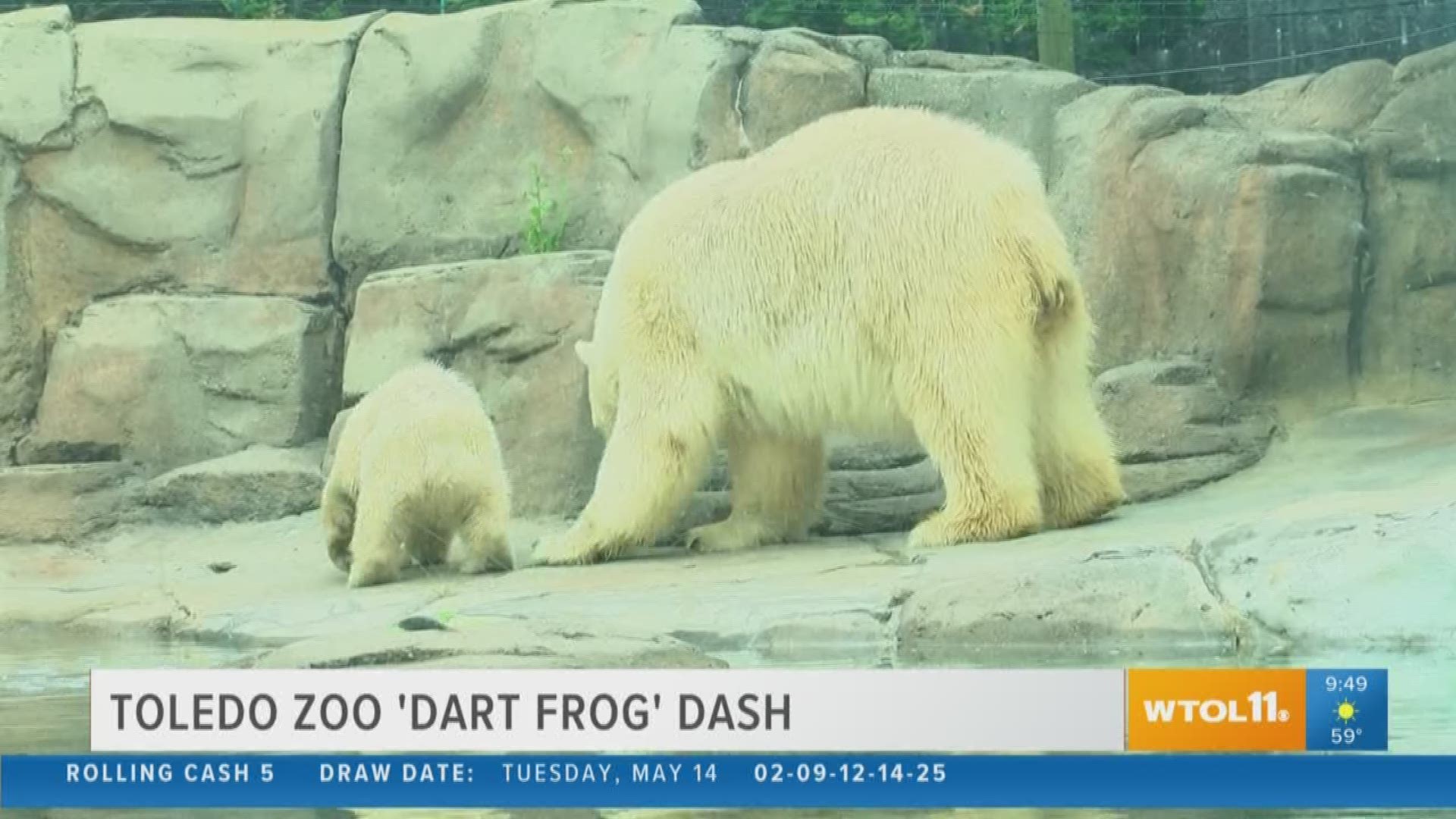Participate in the Toledo Zoo Dart Frog Dash this Saturday.