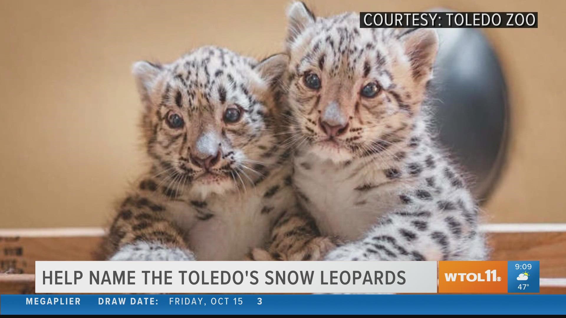 Here's how you can vote to name the two adorable cubs!