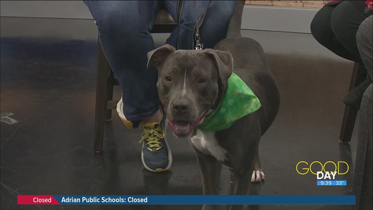 Meet 'spokespup' Griffy and draw your adoption fee from a 'pot of gold' | Good Day on WTOL 11