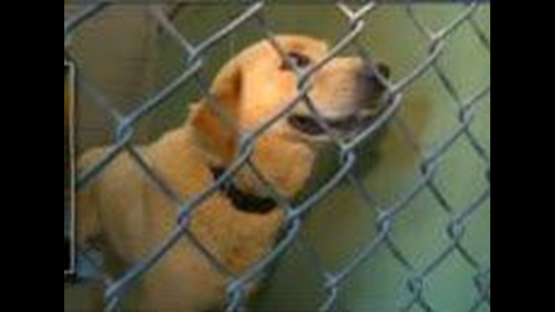 Dog warden turns to euthanasia for overcrowding | wtol.com