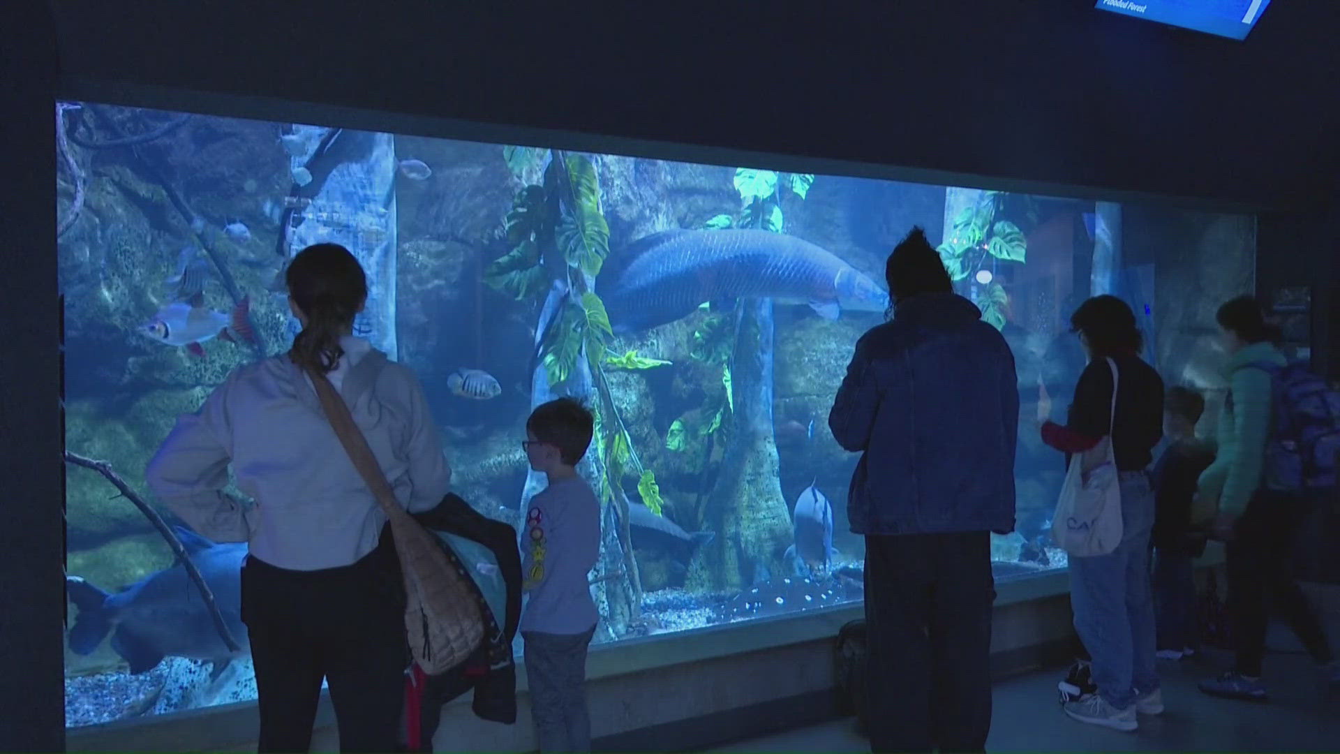 wtol.com - Melissa Hernandez De La Cruz - When will the northern lights be visible again? NOAA's tool outage makes forecasting harder