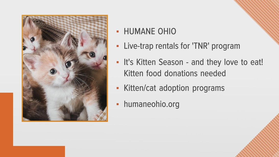 Cat Adoption - Humane Ohio