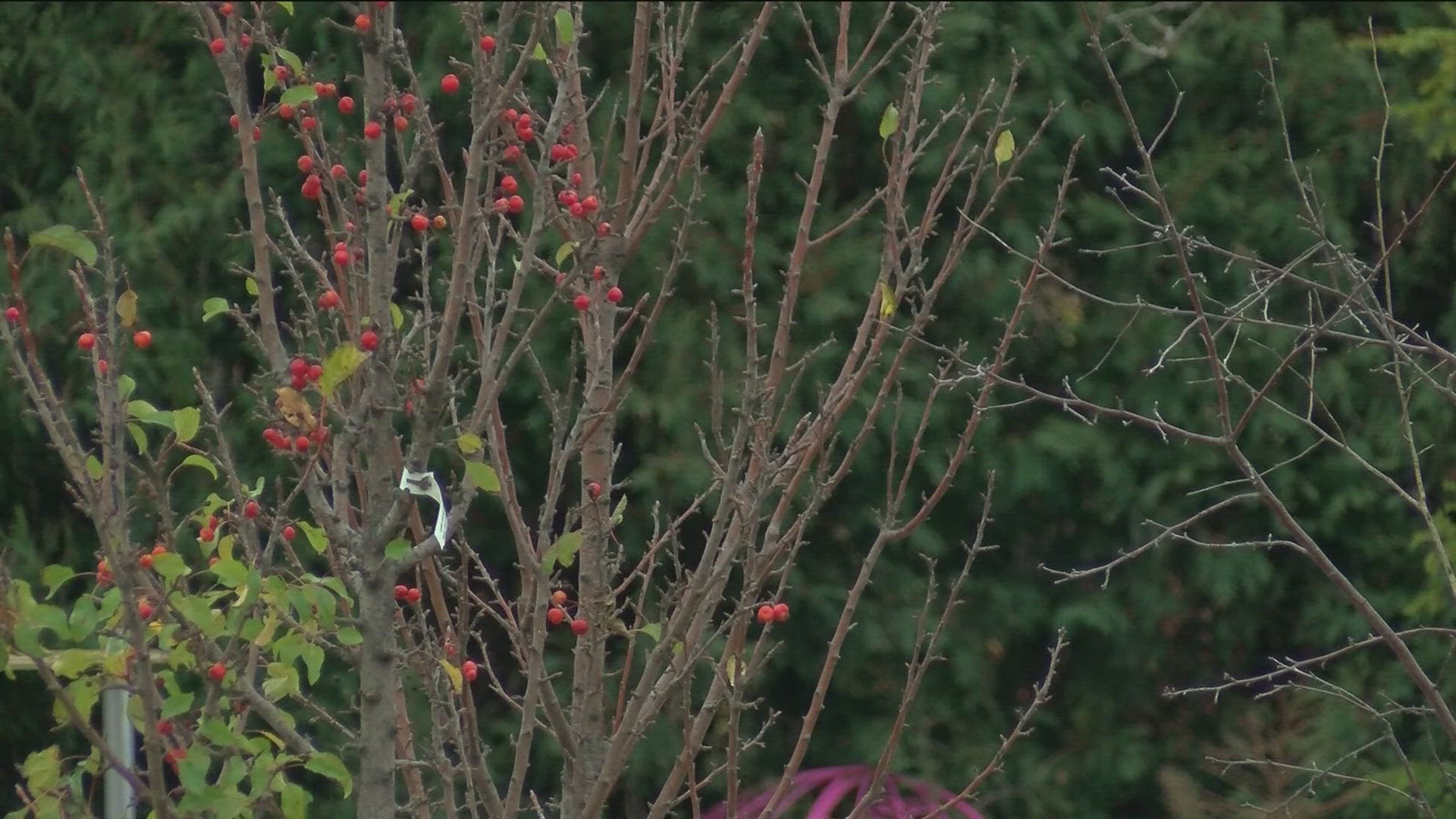 With dramatic temperature swings and unpredictable weather, some plants are getting confused and blossoming. But is it a concern for spring? A gardener answers.