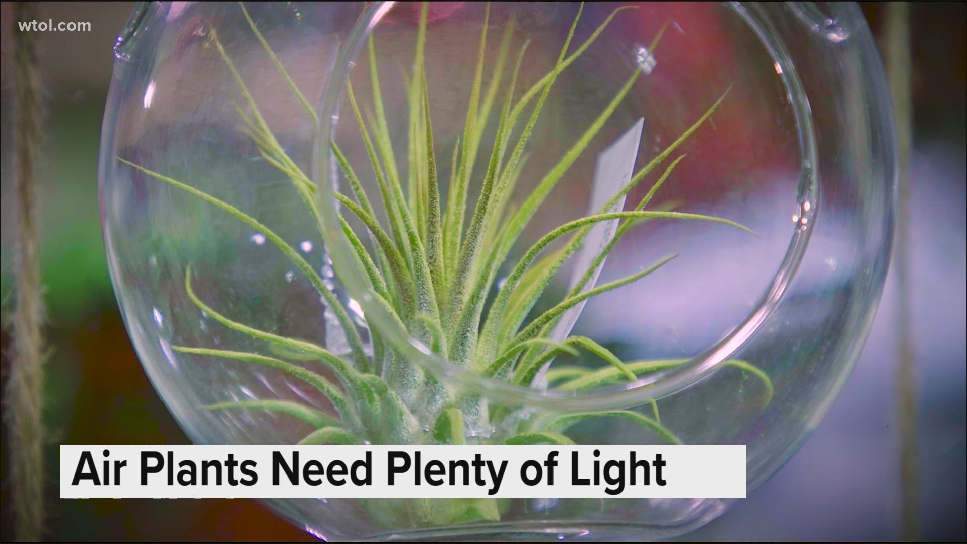 Don't have a green thumb, and you're looking for a no muss no fuss plant? Jenny from Nature's Corner is here to tell us all about air plants.