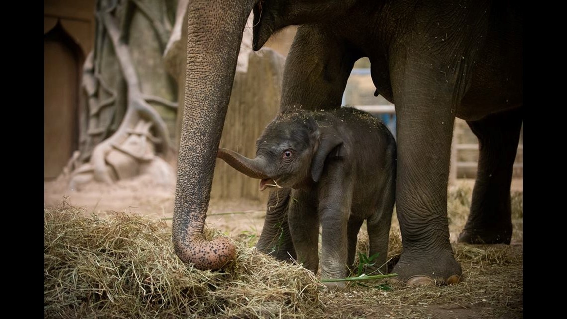Baby elephant at Columbus Zoo dies 3 weeks after birth