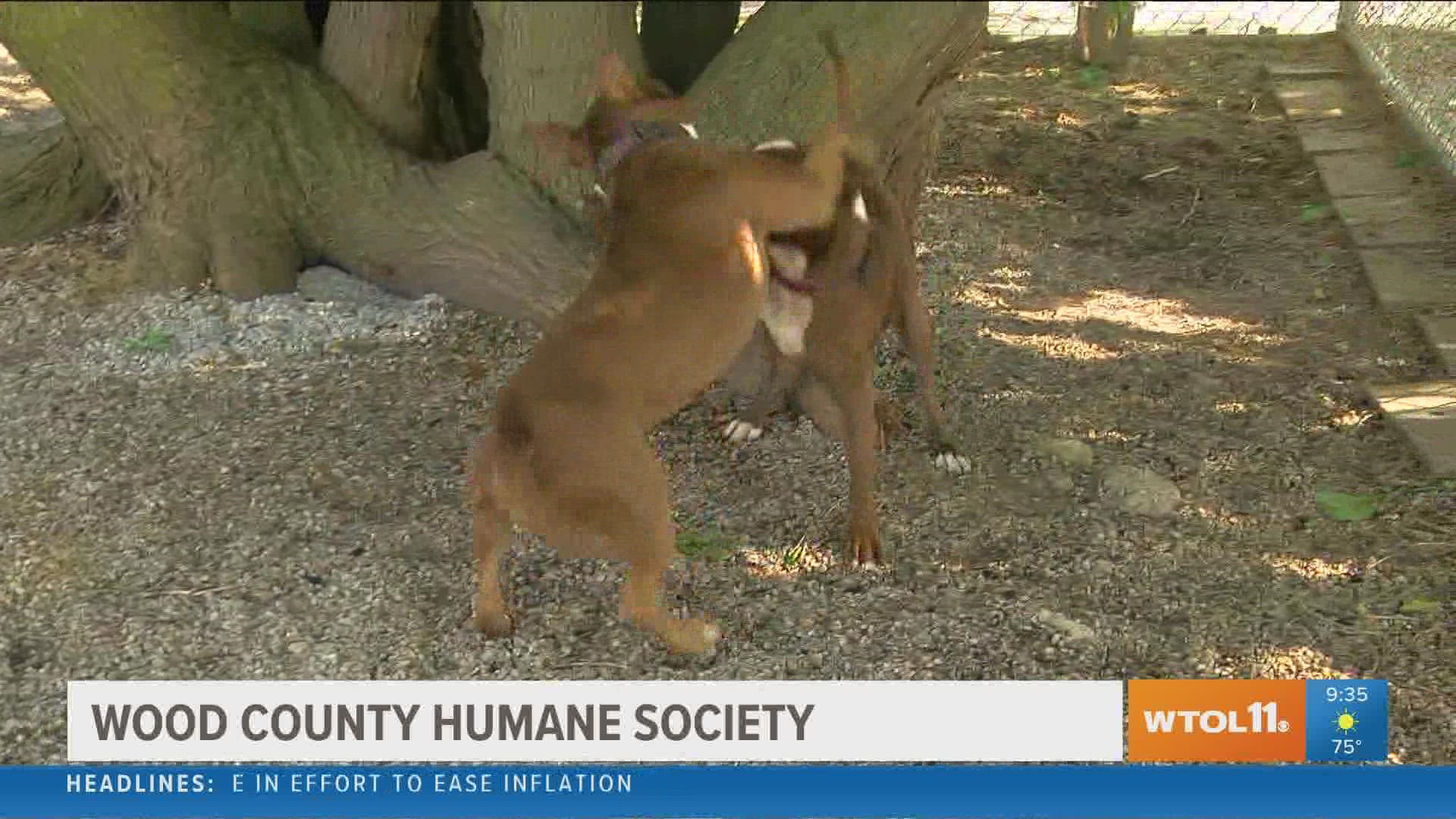In addition to adoption, the Wood County Humane Society's "Doggy Day Out" program allows volunteers to take dogs out for walks for an afternoon.