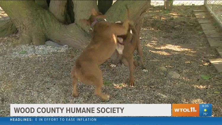 Furry Friday | Wood County Humane Society offers adoption, volunteer opportunities