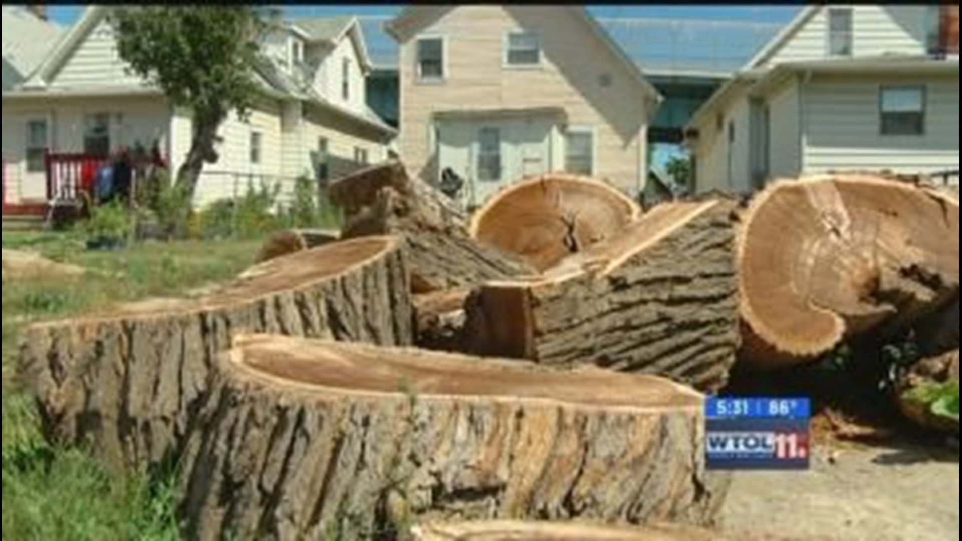 Call 11 For Action: Elderly Toledo woman scammed by local tree removal co.