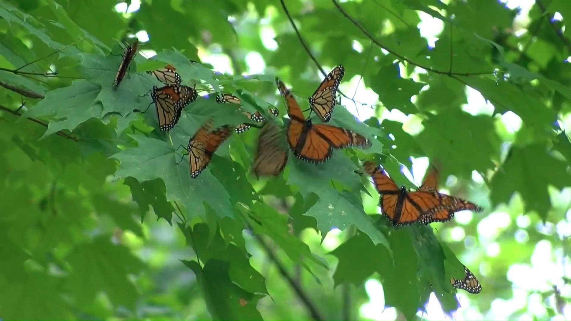 Smelly Callery pear tree removal project set in Bowling Green | wtol.com