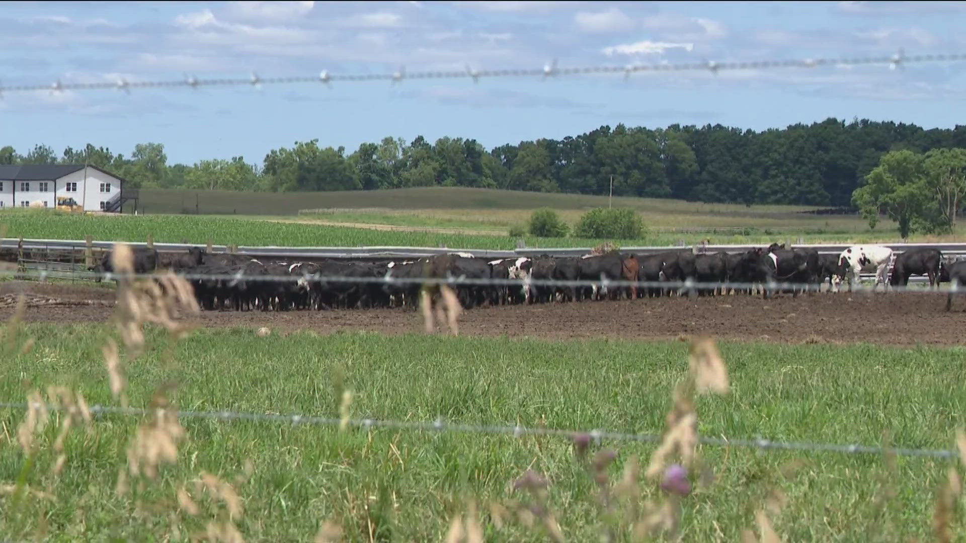 Department of Agriculture and Environmental Protection Agency ensuring compliance from the large beef producer, but environmentalists say it may not be good enough.