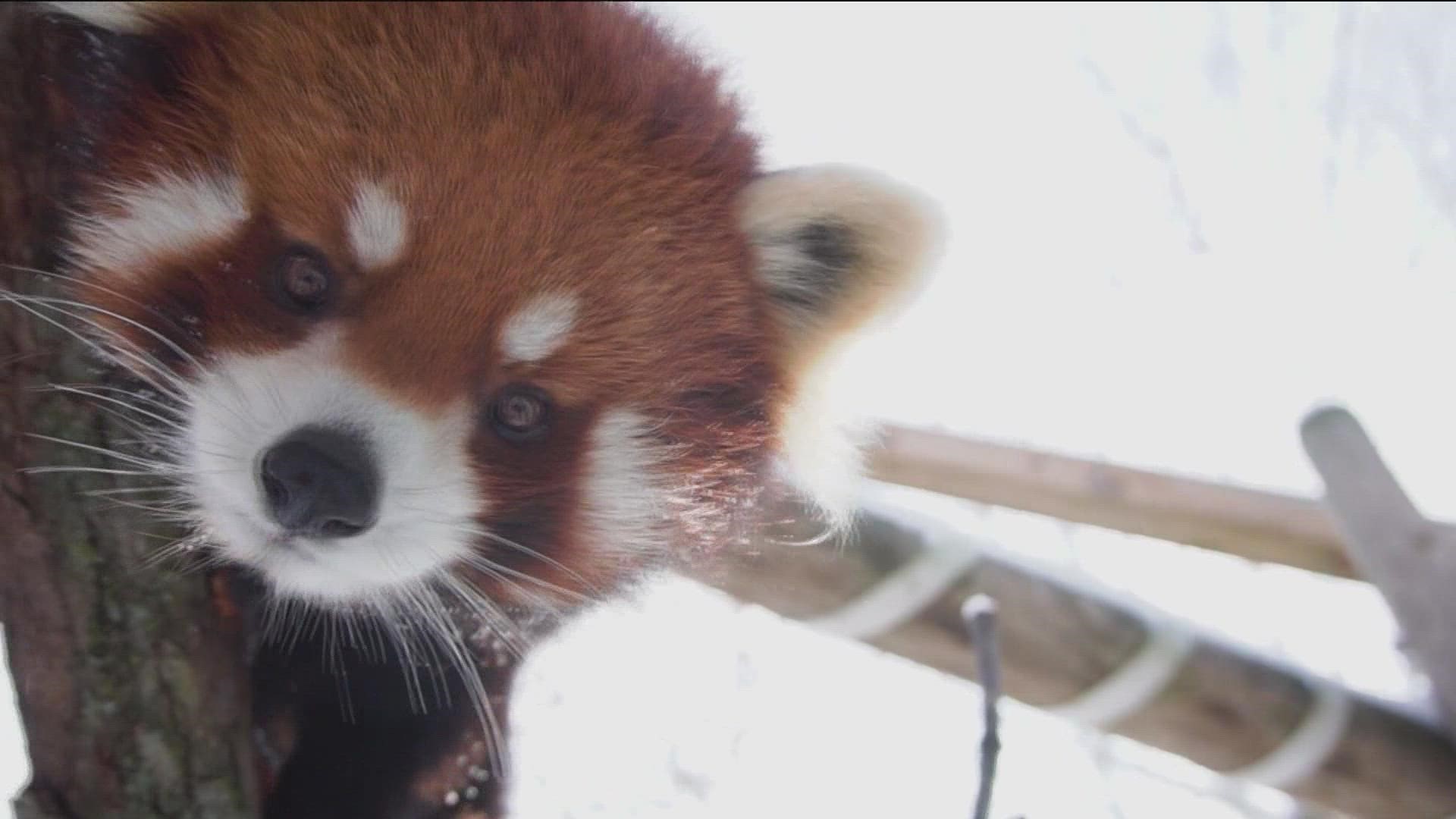 There's more than just reindeer to meet at the Toledo Zoo during Lights Before Christmas. Here are some of the animals that have the most fun during winter.