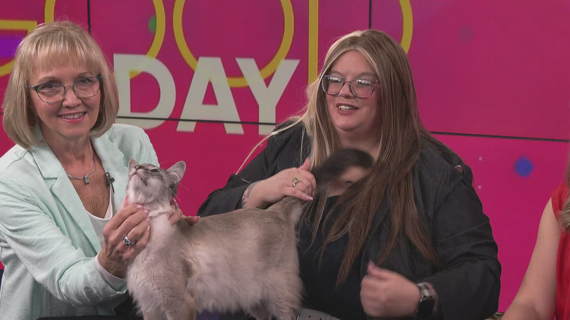 The purr-fect weekend event | Good Day on WTOL 11 | wtol.com
