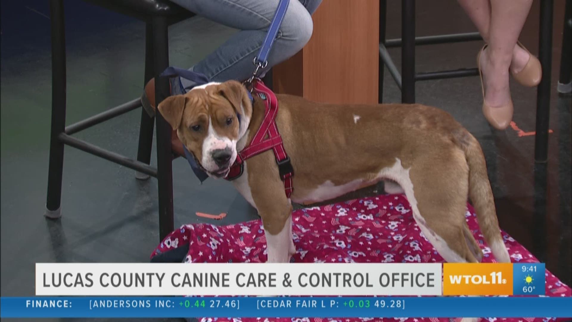 Sweet Bumble is at Lucas County Canine Care and Control waiting for you to give her a home!
