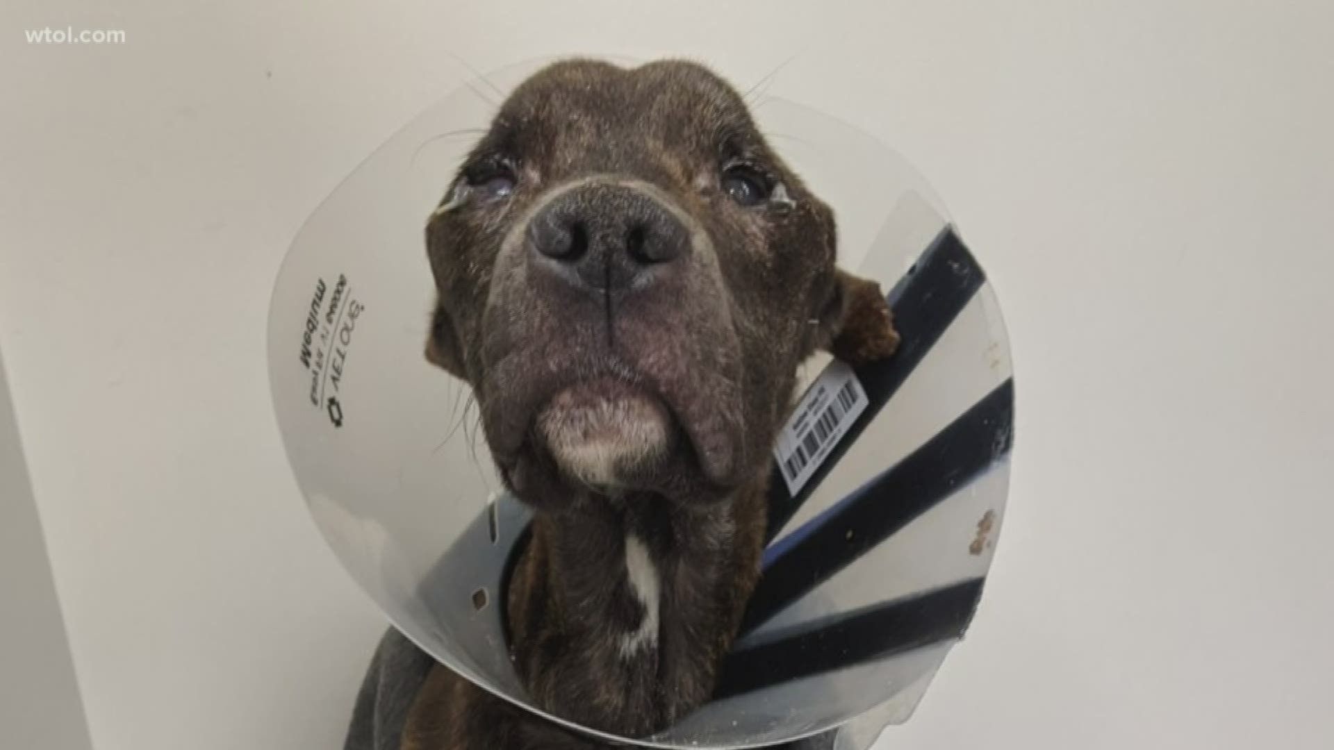 Bogey was described as 'almost dead' when he was surrendered to the Lucas County Pit Crew earlier this month.