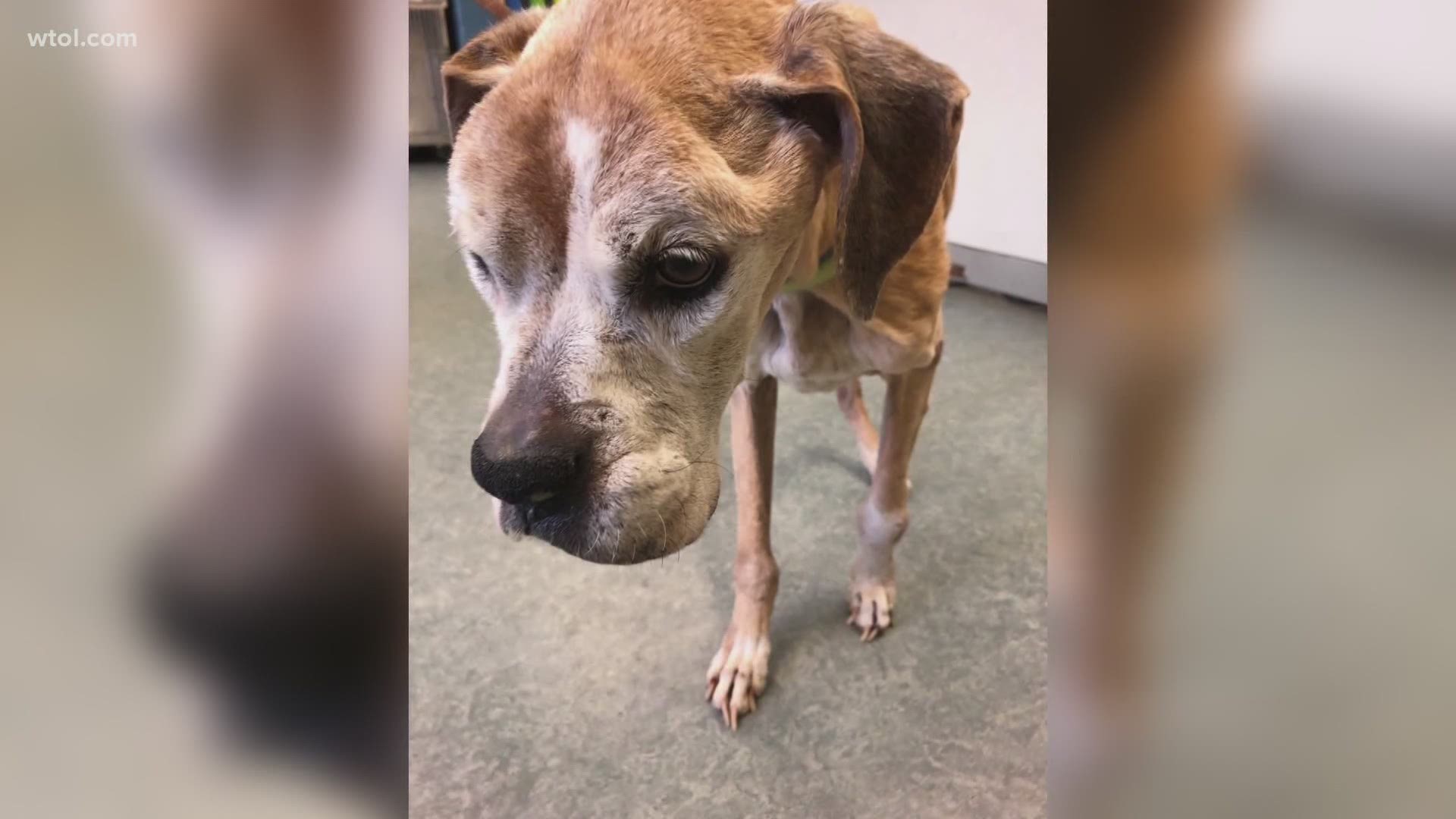 Female boxer was 20-30 pounds underweight and had to be euthanized.