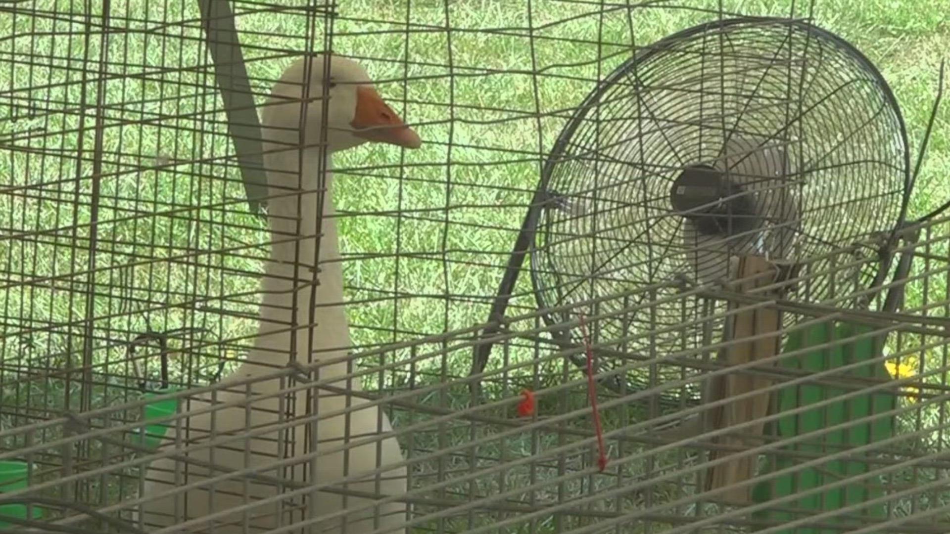 It's the first day of the Hancock County Fair and it's a hot one. Fairgoers and animals alike are working to escape the heat.