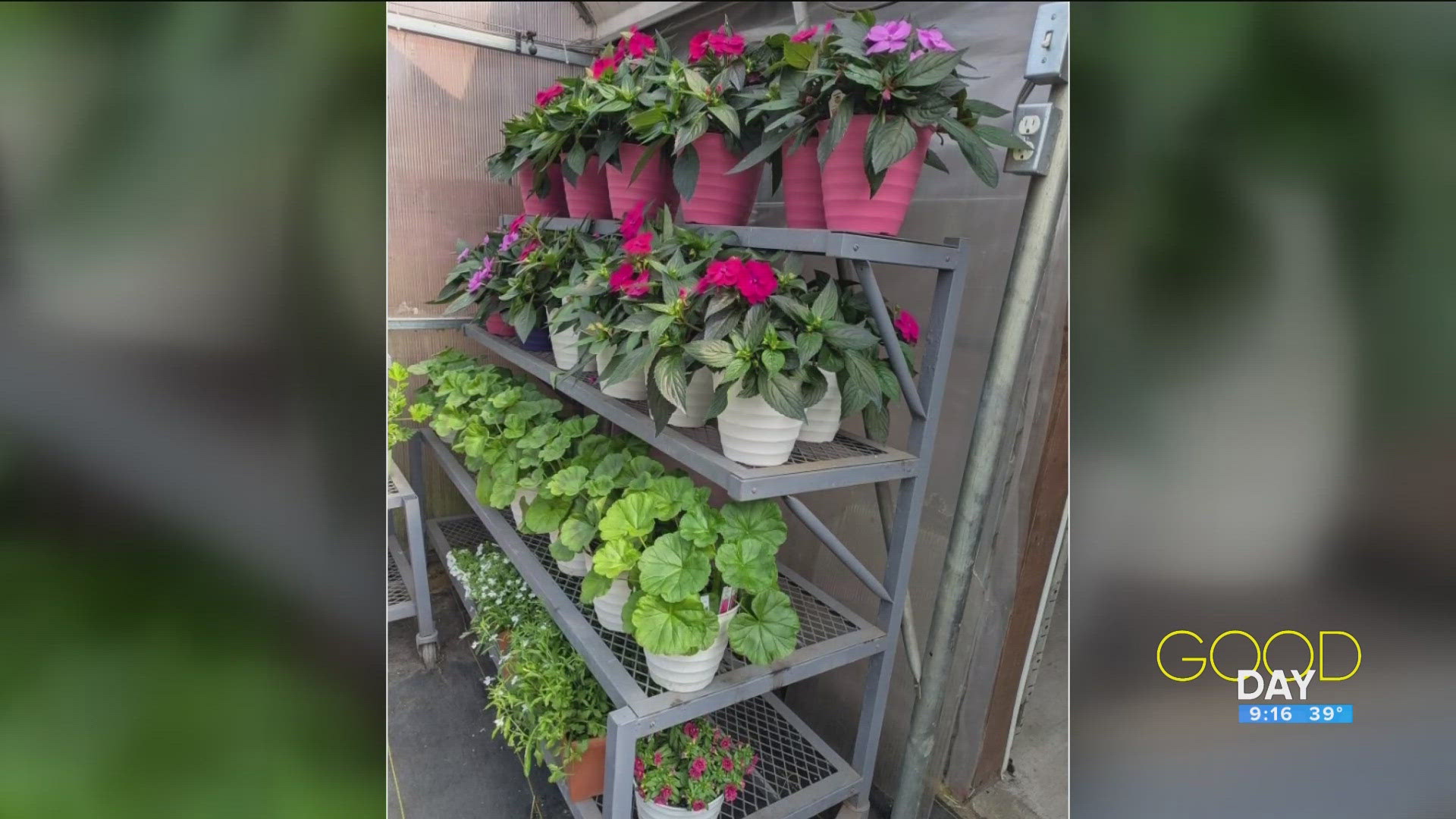 Debbie Stevens Laux from Stevens Gardens in Monclova talks gardening. 