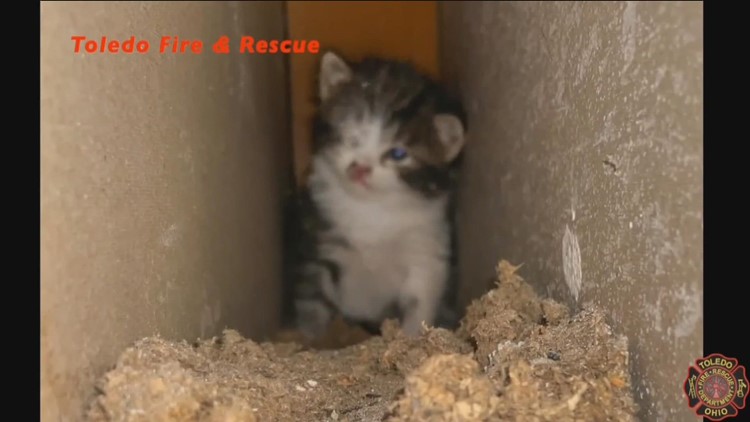 Toledo firefighters rescue kitten