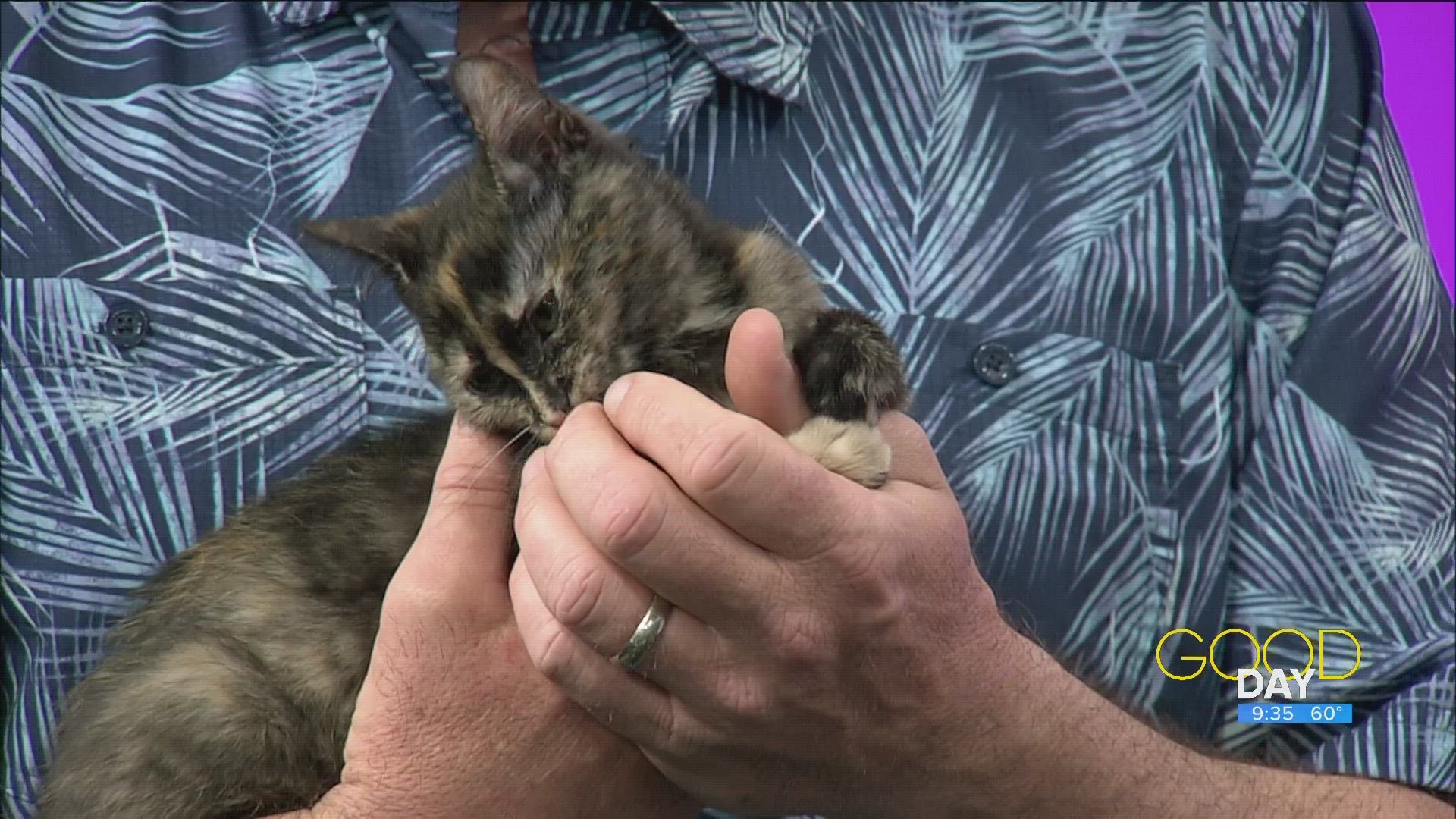 Steve Kiessling of Toledo Animal Rescue introduces  'Scissors', a tortoise shell kitten in need of a forever home.