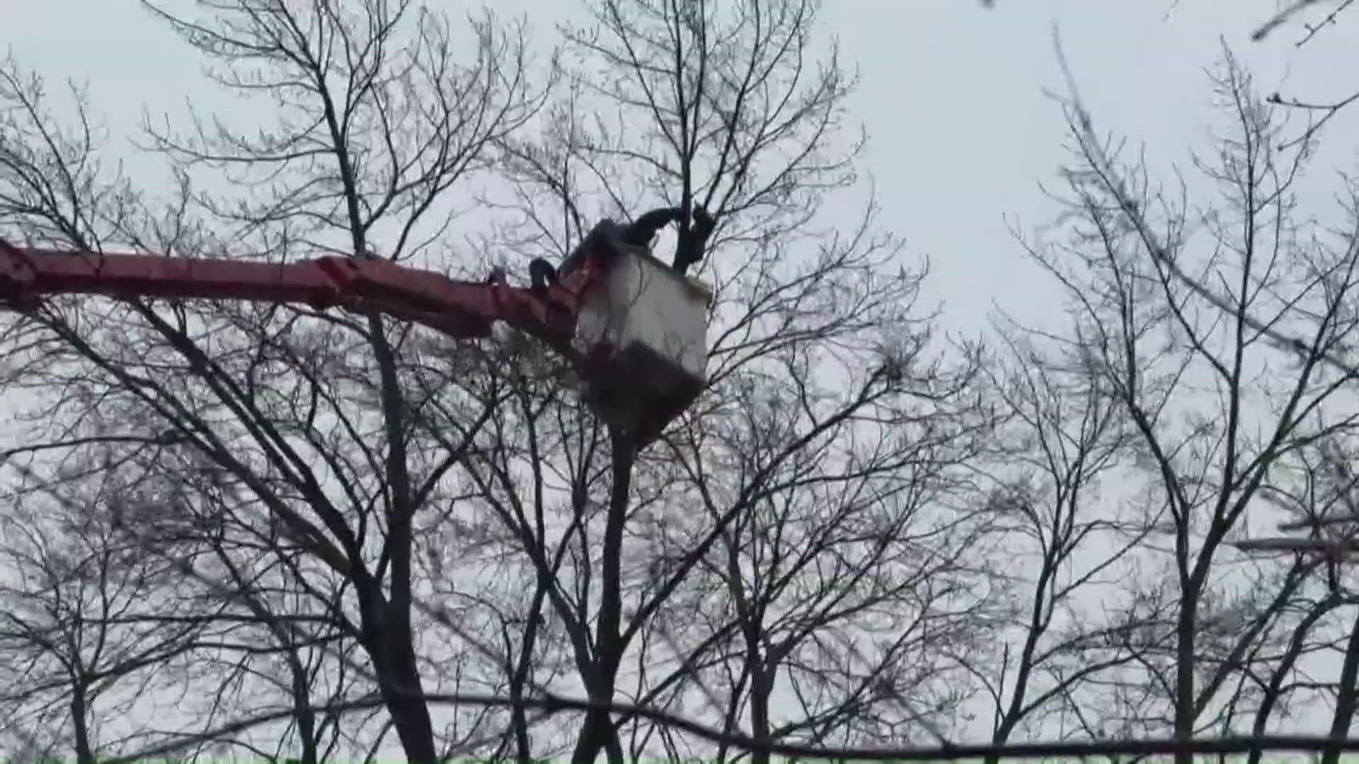 Community effort saves cat that was stuck in Old West End tree for ...