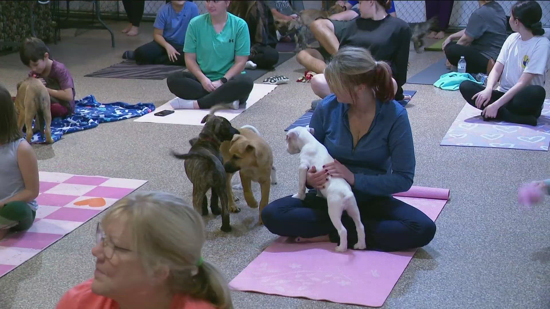 The class is run by certified yoga instructors who come to the Pit Crew once a week with adorable pitbulls.