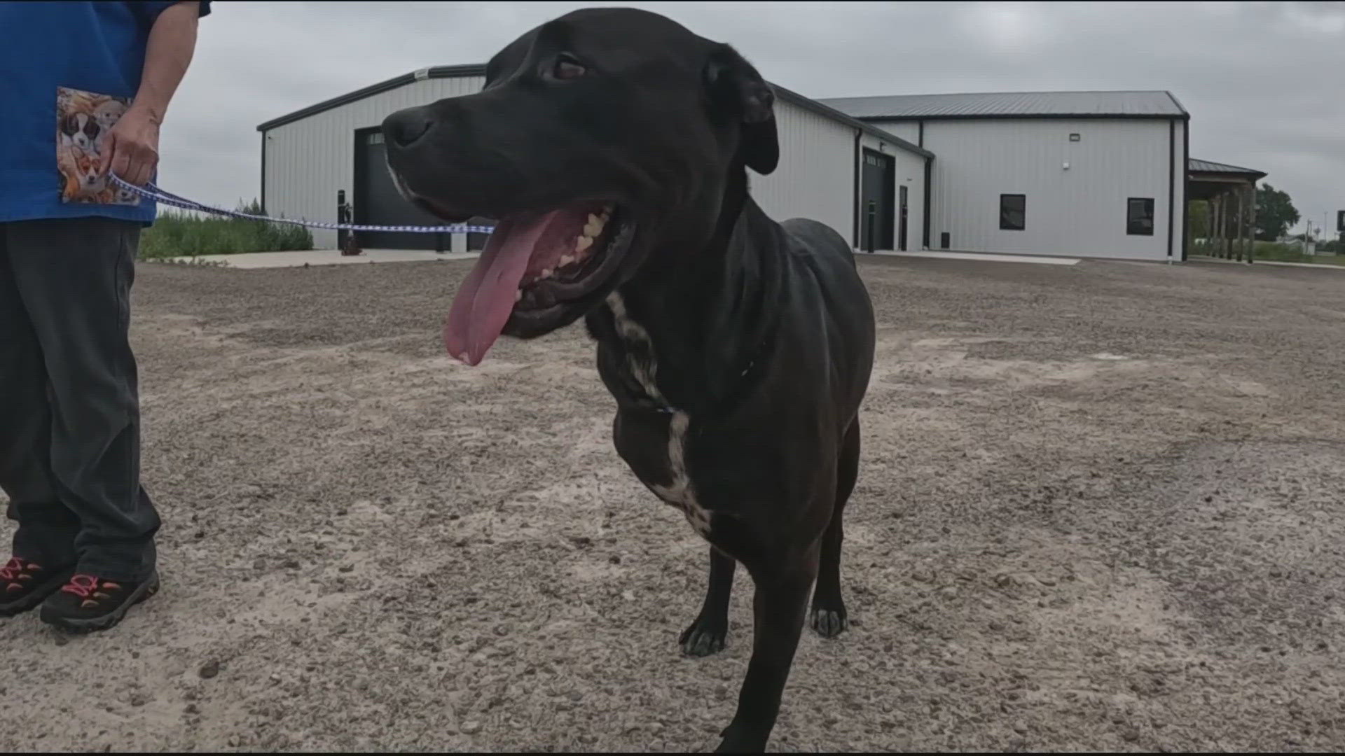 The next step is transporting Henley and his brother Davey back to Maine, which is a 15-hour drive. Countryside Animal Clinic is working to raise funds for the cost.