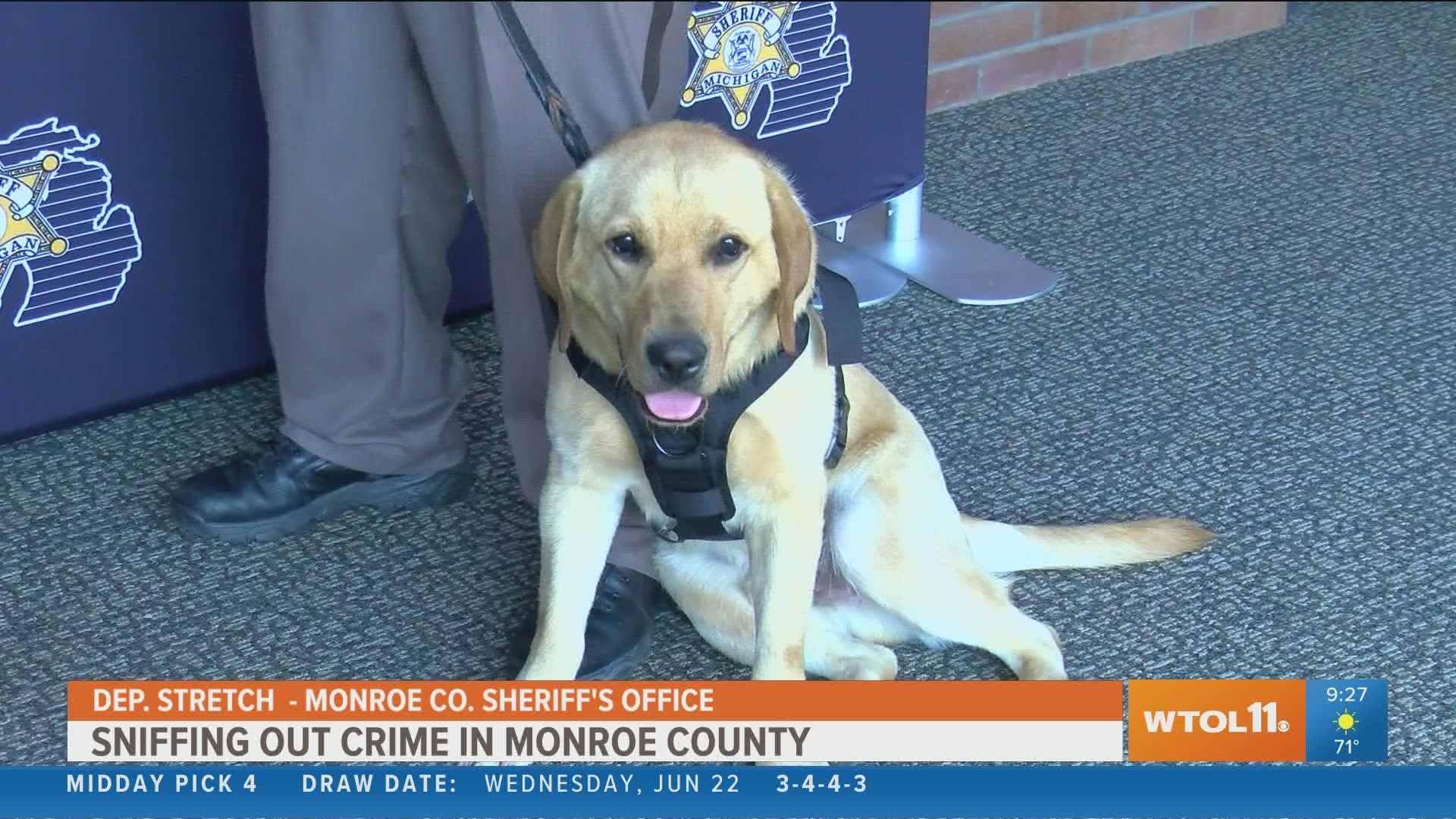 Deputy Stretch is sniffing out crime all over southeast Michigan.