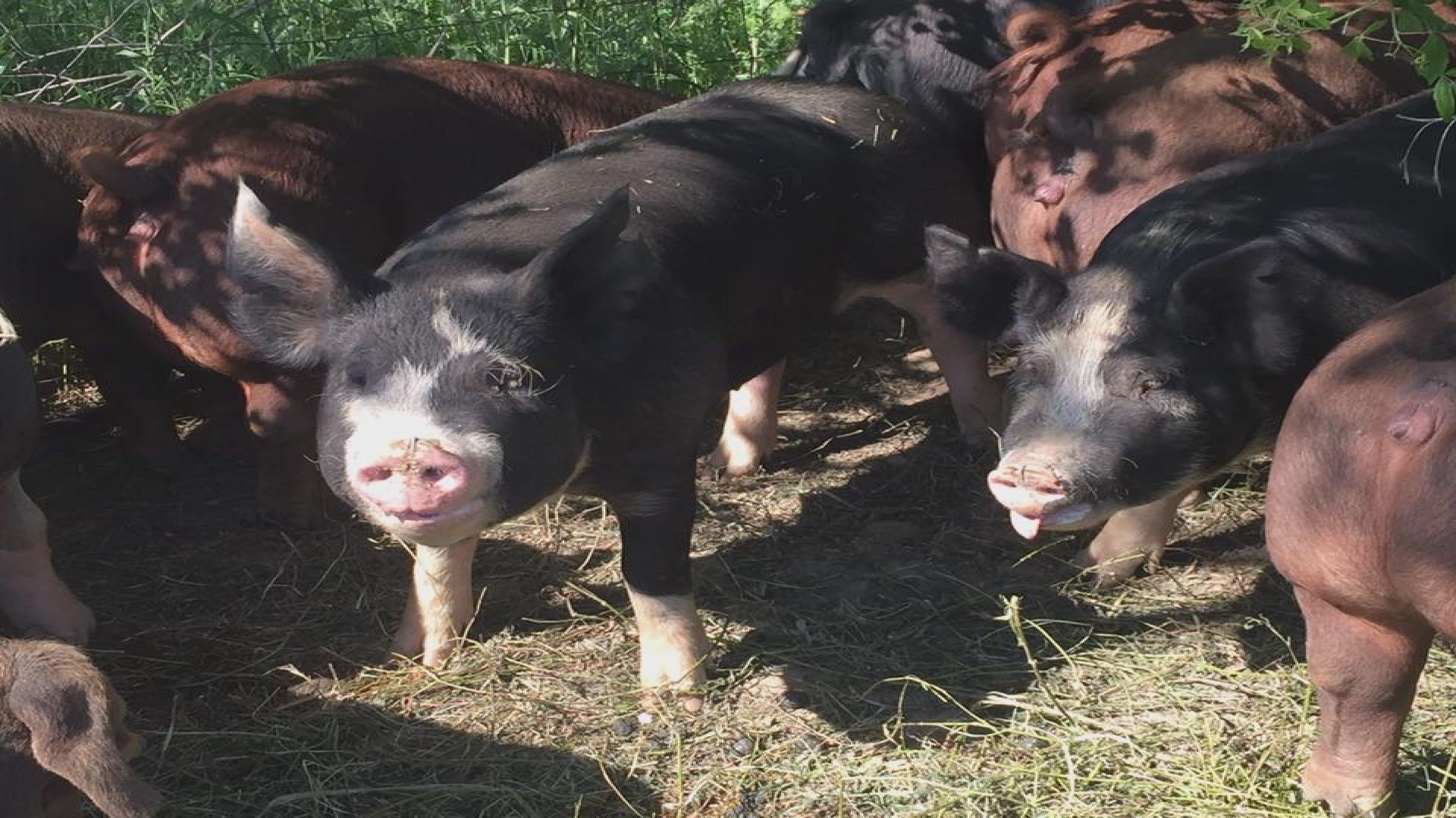 Industry economists conservatively estimate that hog farmers will lose $37 per hog marketed, or $5 billion collectively, for the remainder of the year.