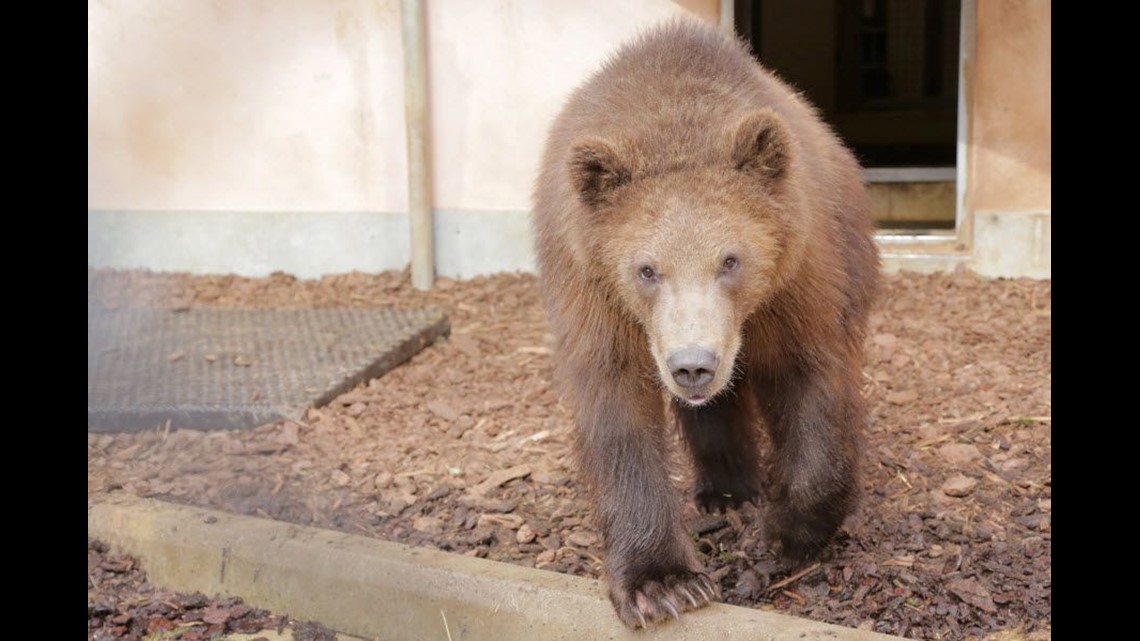 Zoo takes in orphaned brown bear cub from Alaska