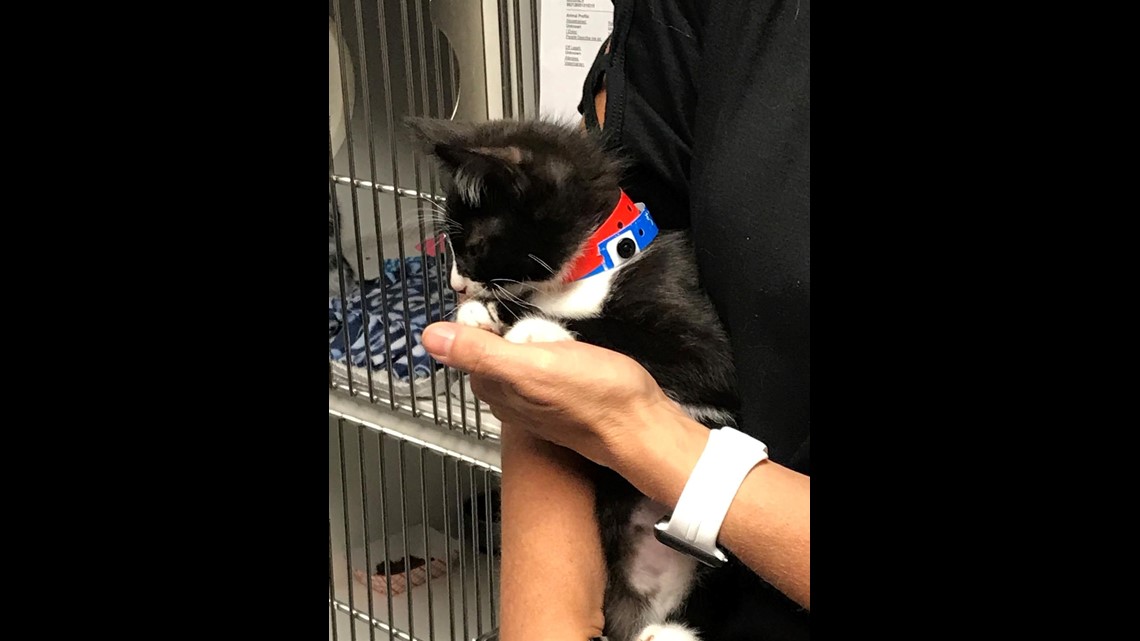The votes are in: TPD's new police cat has a name!