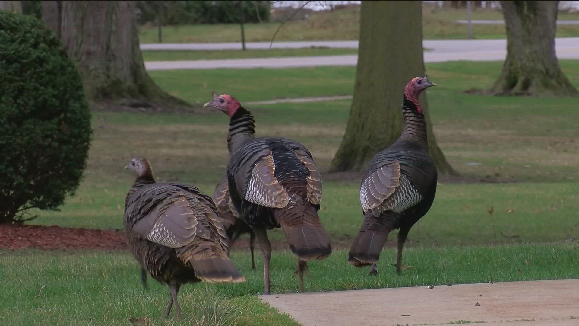 Just 100 years ago, no wild turkeys were left in Ohio. Now there are more than 160,000 statewide, according to Metroparks Toledo's director of conservation science.